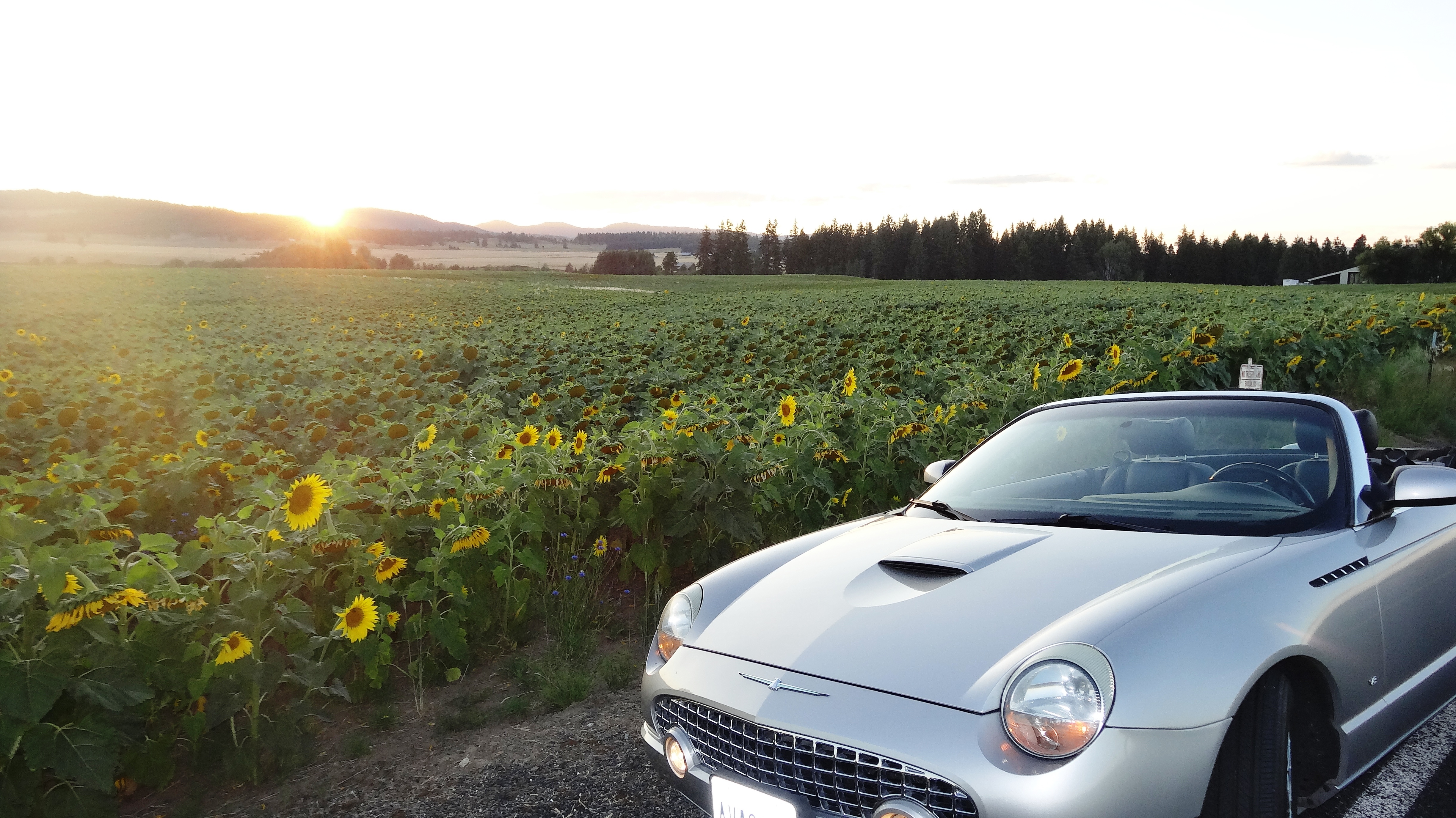 Sundown on the Tbird